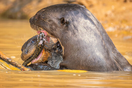 2024-09-22 027 Giant Otters Eating Eel.jpg