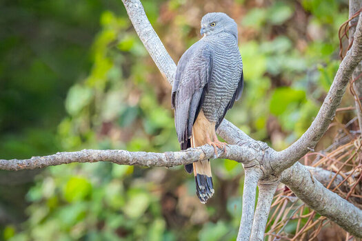 2024-09-22 001 Crane Hawk.jpg