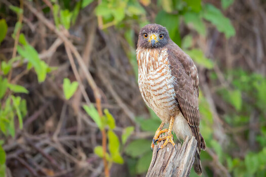 2024-09-22 004 Roadside Hawk.jpg
