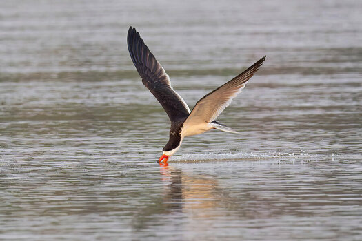 2024-09-22 011 Black Skimmer in Flight.jpg