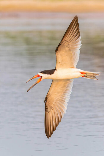 2024-09-22 017 Black Skimmer in Flight.jpg