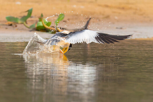 2024-09-22 020 Yellow-billed Tern Catching Fish in Flight.jpg