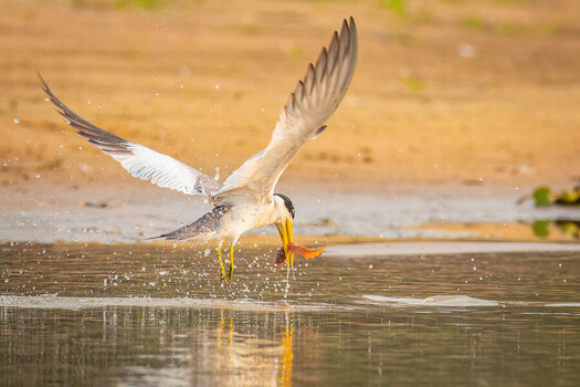 2024-09-22 021 Yellow-billed Tern with Fish in Flight.jpg