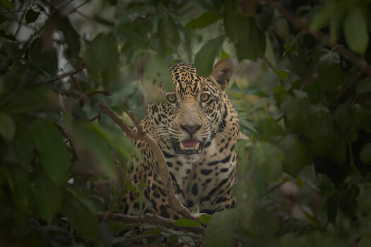 2024-09-19 052 Jaguar.jpg