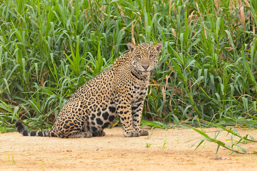 2024-09-21 025 Jaguar.jpg