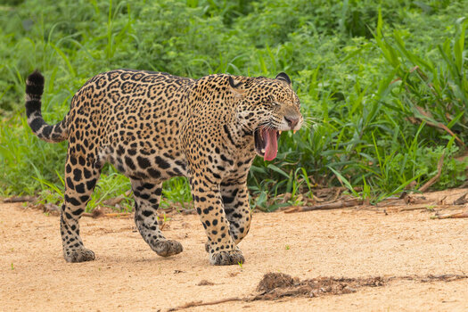 2024-09-21 024 Jaguar.jpg