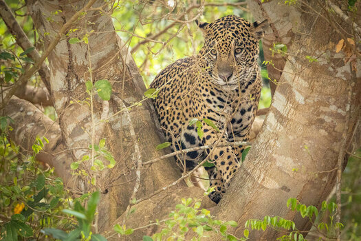 2024-09-21 029 Jaguar.jpg