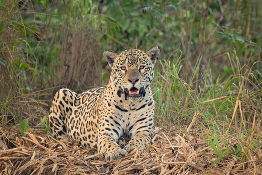 2024-09-19 012 Jaguar.jpg