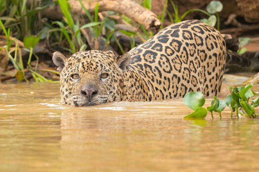2024-09-21 008 Jaguar.jpg