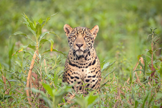 2024-09-19 004 Jaguar.jpg