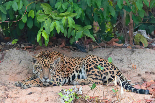 2024-09-20 007 Jaguar.jpg