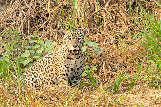 2024-09-19 015 Jaguar.jpg