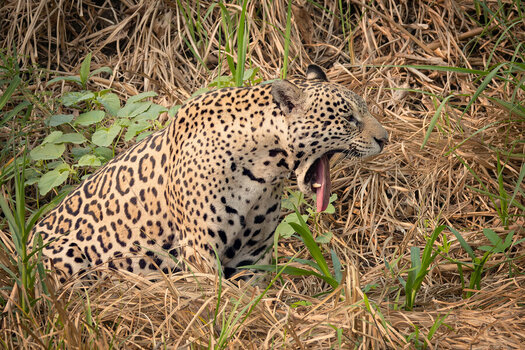 2024-09-19 016 Jaguar.jpg