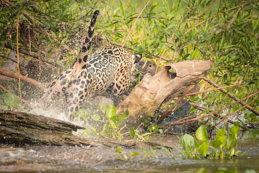 2024-09-19 019 Jaguar Killing Capybara.jpg