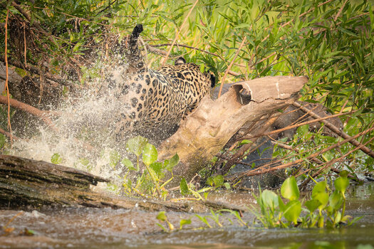 2024-09-19 020 Jaguar Killing Capybara.jpg
