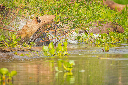 2024-09-19 021 Jaguar Killing Capybara.jpg