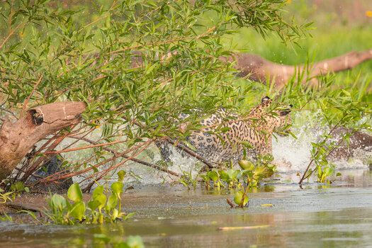 2024-09-19 022 Jaguar Killing Capybara.jpg