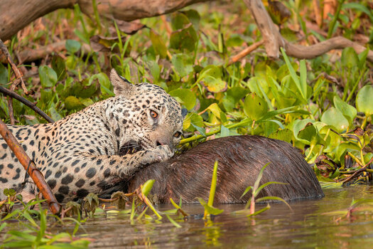 2024-09-19 027 Jaguar Killing Capybara.jpg
