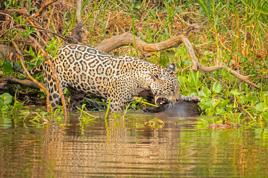 2024-09-19 030 Jaguar Killing Capybara.jpg