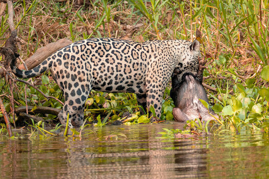 2024-09-19 036 Jaguar Killing Capybara.jpg