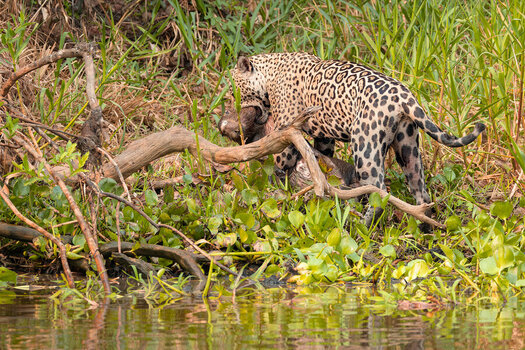 2024-09-19 039 Jaguar Killing Capybara.jpg