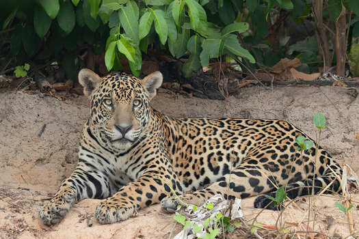 2024-09-20 006 Jaguar.jpg