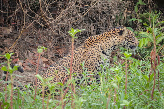2024-09-20 008 Jaguar.jpg