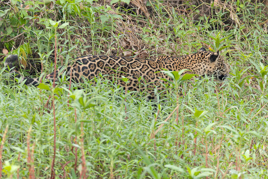 2024-09-20 009 Jaguar.jpg