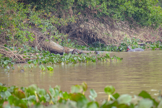2024-09-20 013 Giant Otters.jpg