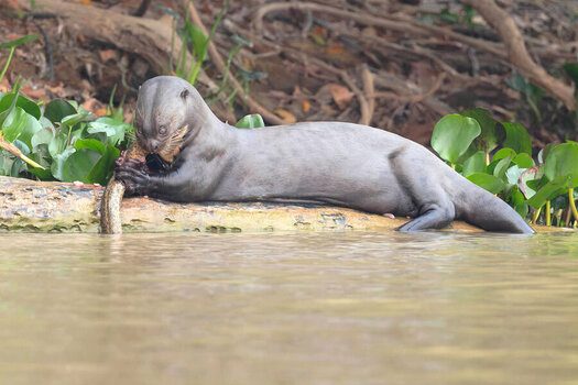 2024-09-20 014 Giant Otter Eating Fish.jpg
