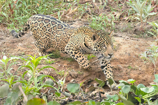 2024-09-20 016 Jaguar.jpg