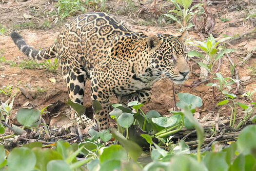 2024-09-20 025 Jaguar.jpg
