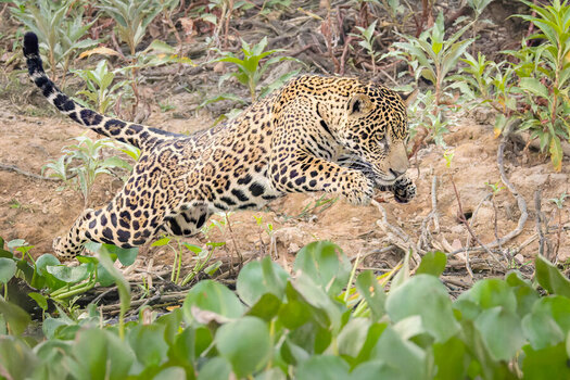 2024-09-20 035 Jaguar.jpg