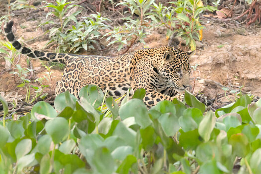 2024-09-20 039 Jaguar.jpg