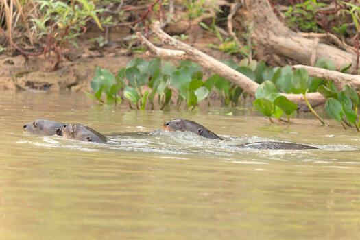 2024-09-20 048 Giant Otters.jpg