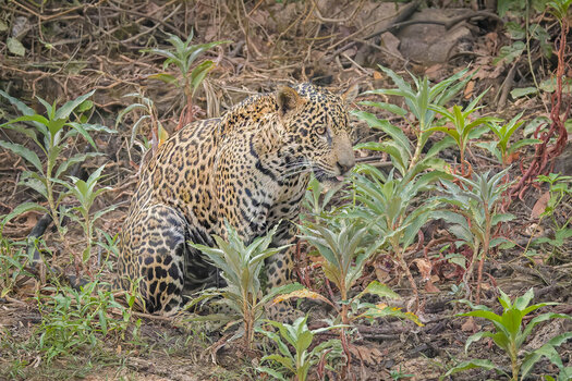 2024-09-20 050 Jaguar.jpg