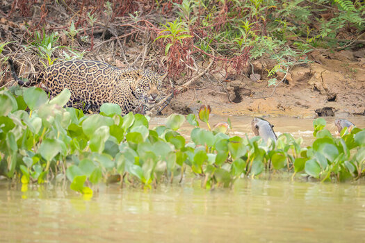 2024-09-20 061 Jaguar and Giant Otters.jpg