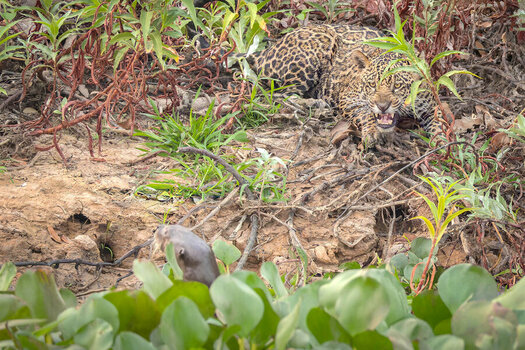 2024-09-20 074 Jaguar and Giant Otters.jpg