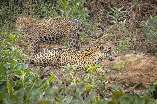 2024-09-20 077 Jaguars.jpg