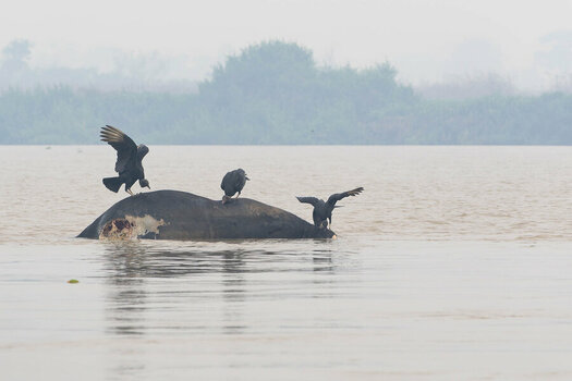 2024-09-21 002 Black Vultures on Dead Water Buffalo.jpg