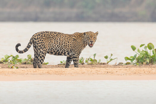 2024-09-21 041 Jaguar.jpg