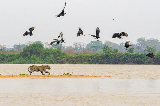 2024-09-21 038 Jaguar CHasing Black Vultures.jpg