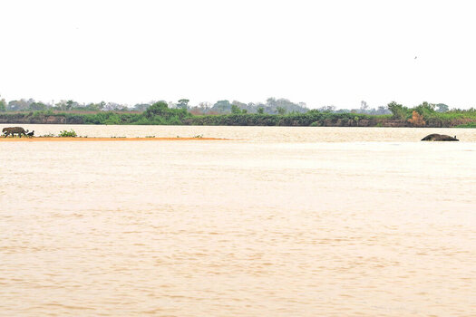 2024-09-21 037 Jaguar and Dead Water Buffalo.jpg