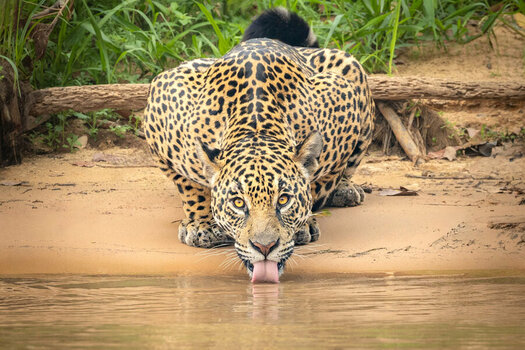 2024-09-21 017 Jaguar.jpg