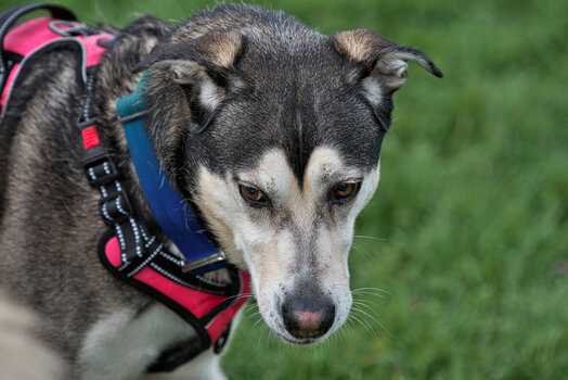 Huskytreff Melle 201024-093.jpg