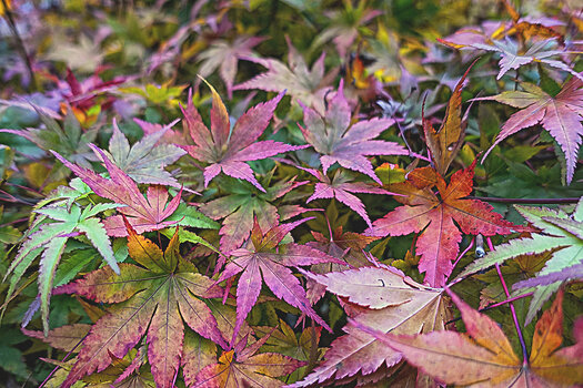 DSC05525.f.ff.f.jpg