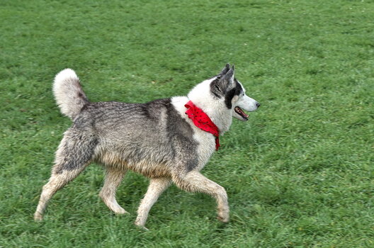 Huskytreff Melle 201024-044.jpg