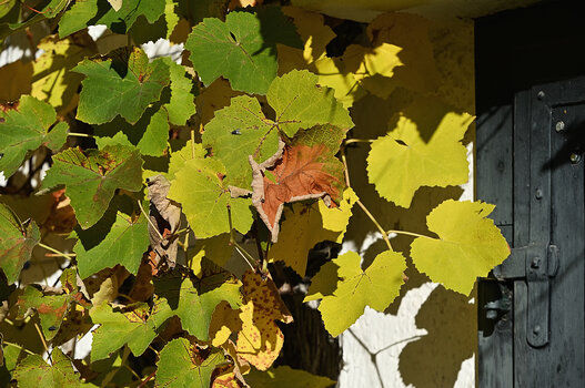 DSC_5322.f.jpg