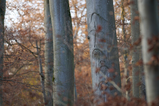 www.nikon-fotografie.de