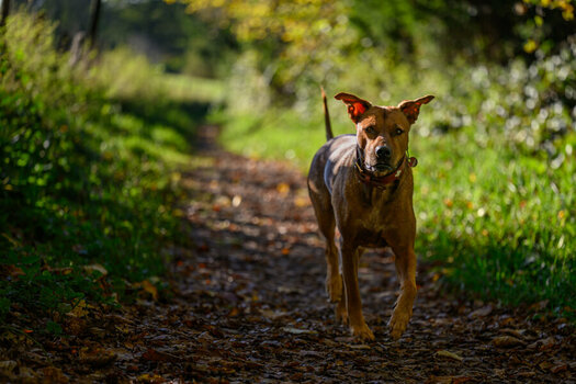 20241104 - Marla-124.jpg